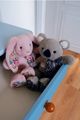  - copains câlins - peluche koala gris 25 cm 